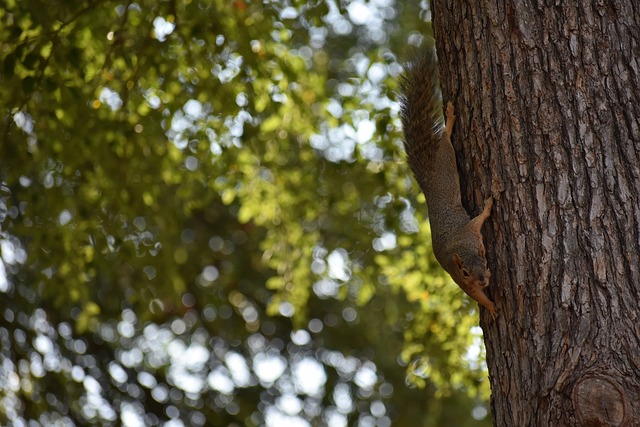 响俱乐部和 响俱乐部和